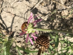 Echinacea paradoxa neglecta
