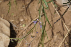 Polygala tenuifolia