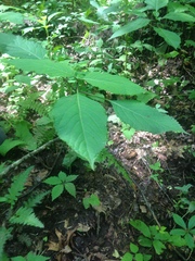 Collinsonia canadensis
