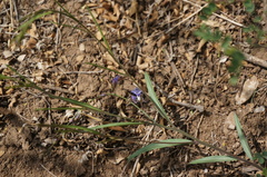 Polygala tenuifolia