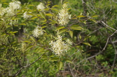 Fraxinus bungeana