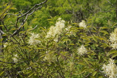 Fraxinus bungeana