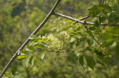 Fraxinus bungeana