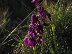 Iris lutescens chamaeiris