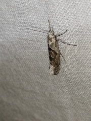 Ypsolopha asperella