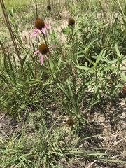 Echinacea paradoxa neglecta