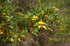 Caragana rosea
