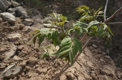Ailanthus altissima
