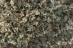 Astragalus scaberrimus