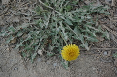 Taraxacum mongolicum