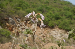 Paulownia tomentosa