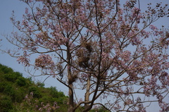 Paulownia tomentosa