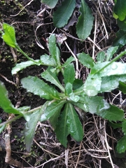 Arabis caucasica