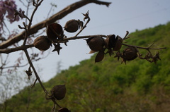 Paulownia tomentosa