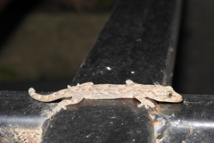 Gekko japonicus