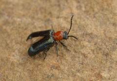 Oulema hoffmannseggii