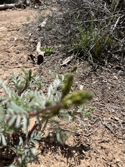 Astragalus schmolliae