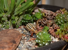 Polyphylla decemlineata