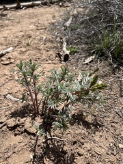 Astragalus schmolliae