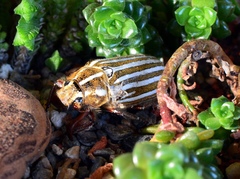 Polyphylla decemlineata