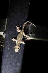 Gekko japonicus