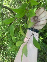 Crataegus aestivalis