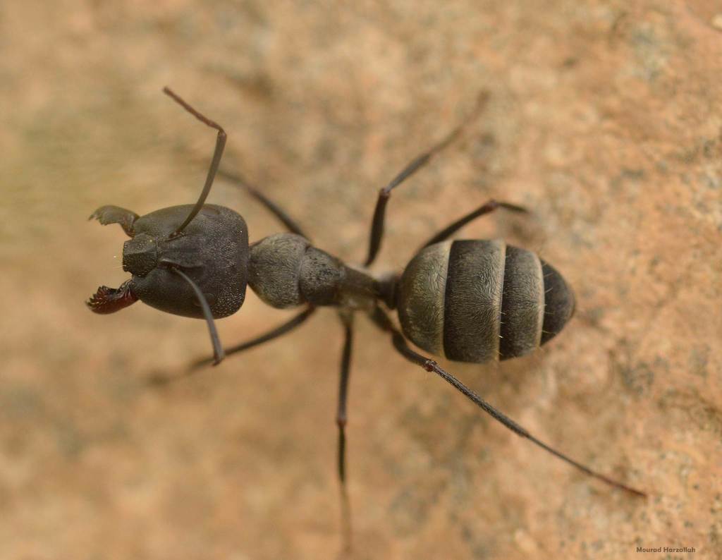 Camponotus micans