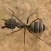 Camponotus micans - Photo (c) Mourad Harzallah, osa oikeuksista pidätetään (CC BY), lähettänyt Mourad Harzallah