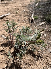 Astragalus schmolliae
