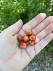 Crataegus aestivalis