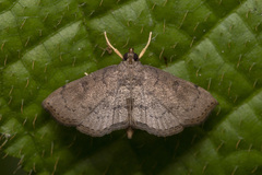 Protonoceras