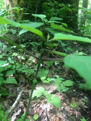 Collinsonia canadensis