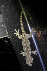 Gekko japonicus