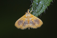 Mabra eryxalis