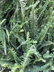 Nephrolepis obliterata