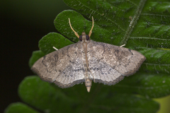 Protonoceras