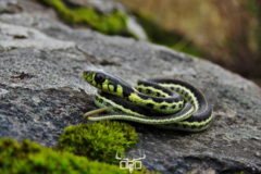 Thamnophis pulchrilatus