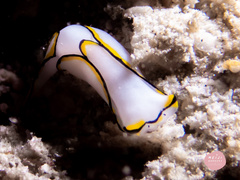 Chelidonura pallida