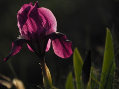 Iris lutescens chamaeiris