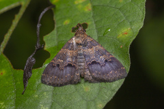 Bertula depressalis