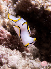 Chelidonura pallida