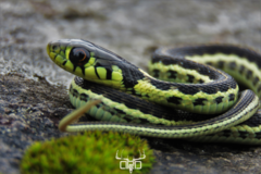 Thamnophis pulchrilatus