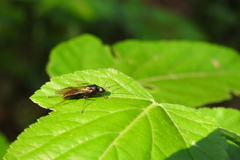 Camponotus japonicus