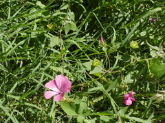 Malva trimestris image