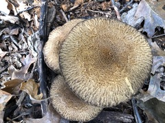 Lacrymaria echiniceps