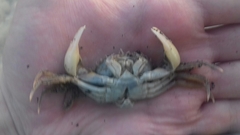 Liocarcinus
