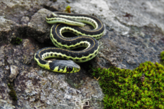 Thamnophis pulchrilatus