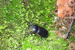 Eophileurus chinensis