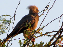 Corythaixoides concolor pallidiceps