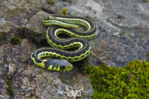 Yellow-throated Garter Snake